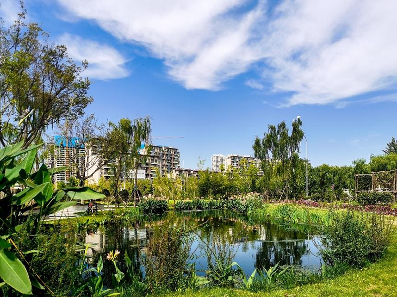 【经典案例】日照市泻湖入湖口人工湿地水质净化项目（大型湖泊内源污染治理